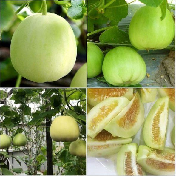 Combo 4 gói Hạt giống Dưa lê siêu ngọt -gói 10 hạt/tặng kèm gói phân bón lót