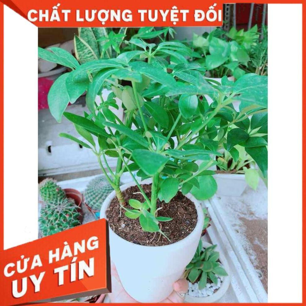 Chậu ngũ gia bì Nhiều Người Mua