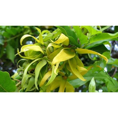 BẦU CÂY GIỐNG HOA DẺ THƠM
