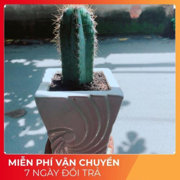 Xương Rồng Trụ