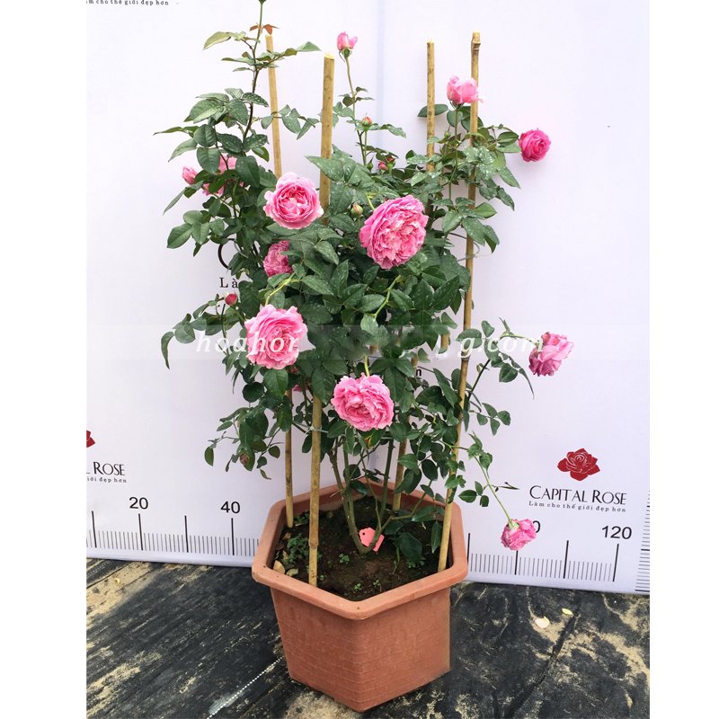 2 Chậu nhựa trồng cây Lục Giác Fa450 chất lượng cao siêu bền đường kính 33x22cm- 77540