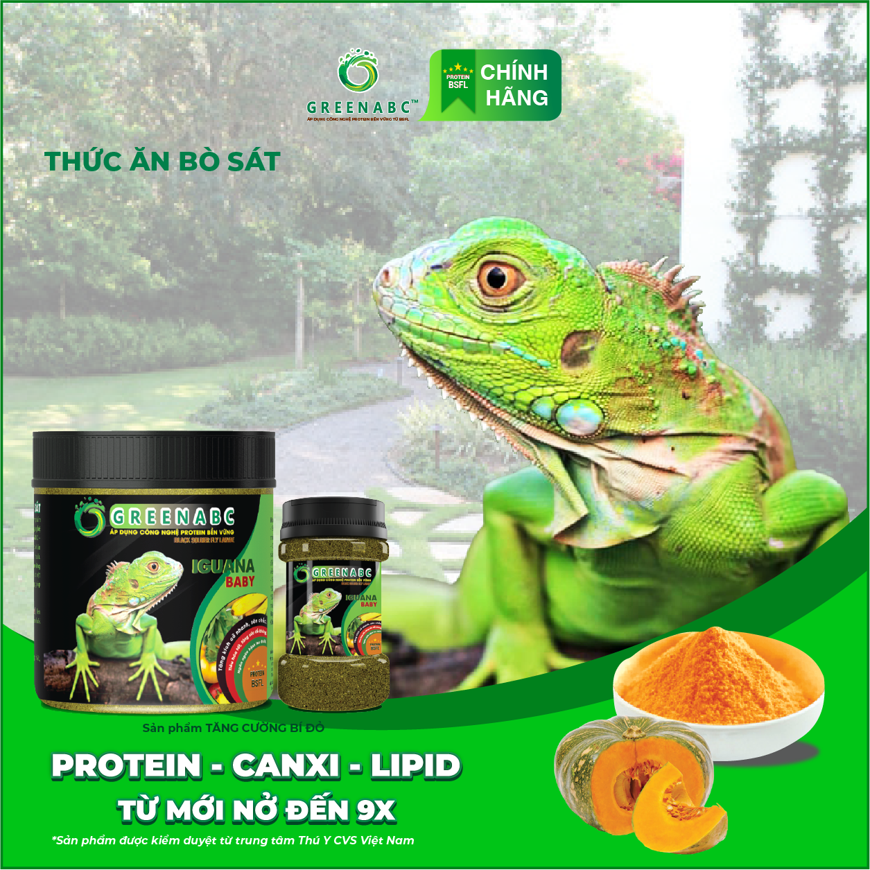 IGUANA BABY TĂNG CƯỜNG BÍ ĐỎ - Thức ăn BÒ SÁT cho Rồng Nam Mỹ Baby TĂNG CƯỜNG BÍ ĐỎ từ mới nở đến 9x TĂNG SIZE, TĂNG MÀU, GAI BUNG, DÁNG ĐẸP, KHỎE MẠNH