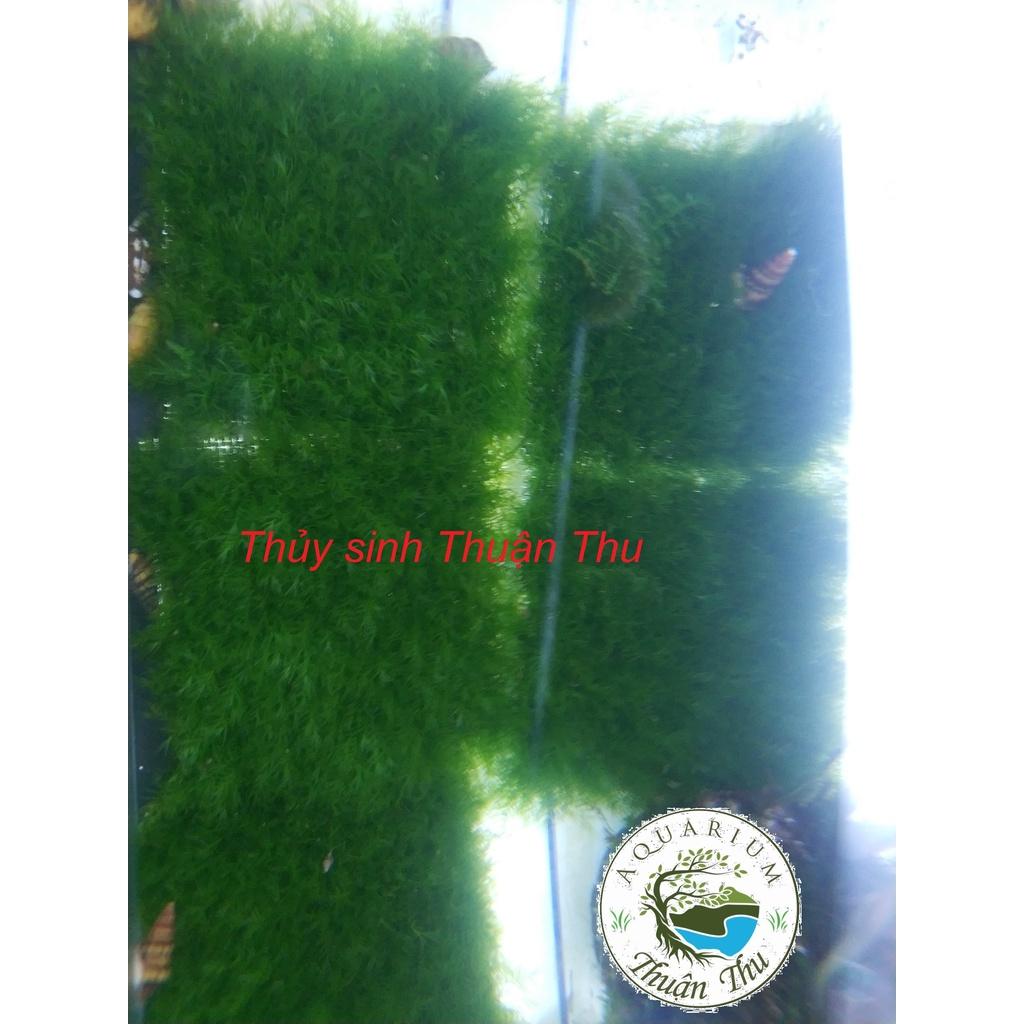 Rêu Us Fiss - Phoenix Moss _ Rêu thủy sinh trang trí
