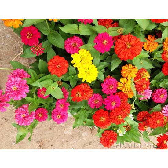 Hạt Giống Hoa Cúc Nhi Nha Nhiều Màu -