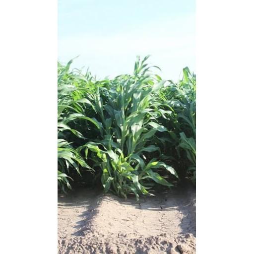 Hạt Cỏ Ngọt Lai Siêu Năng Xuất - gói 1kg