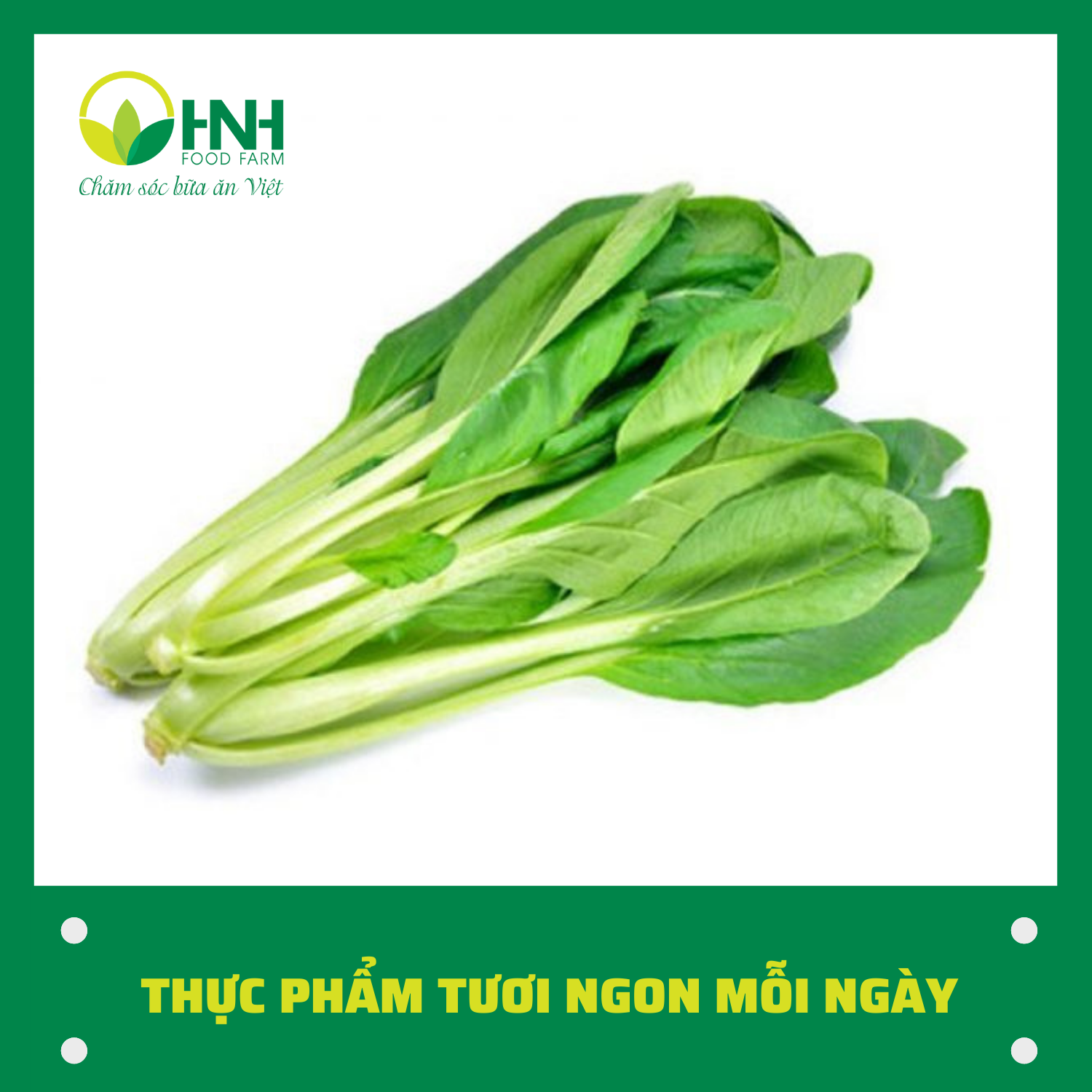 Cải ngọt ngon sạch - HNH Food Farm