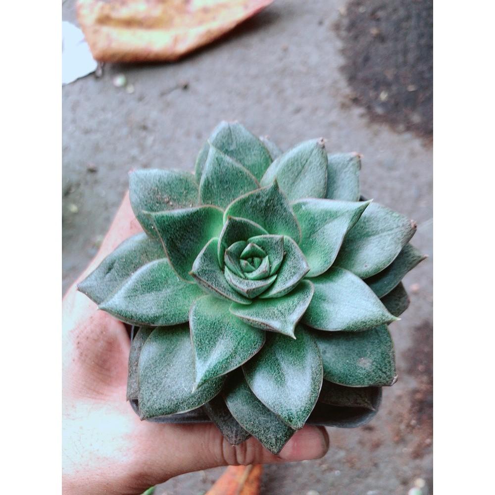 Cây Sen Hoa Hồng Đen