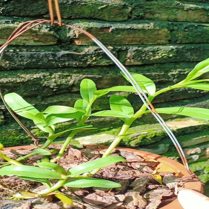 Hoa lan phi điệp - 5ct tiên sa