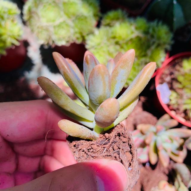 SEN ĐÁ PHA LÊ SIZE MINI KHOẺ ĐẸP LỖI 1 ĐỔI 1