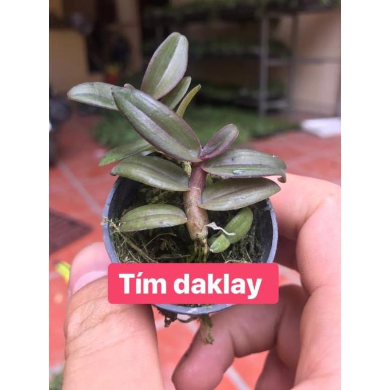 Dã hạc dacklay cây giống
