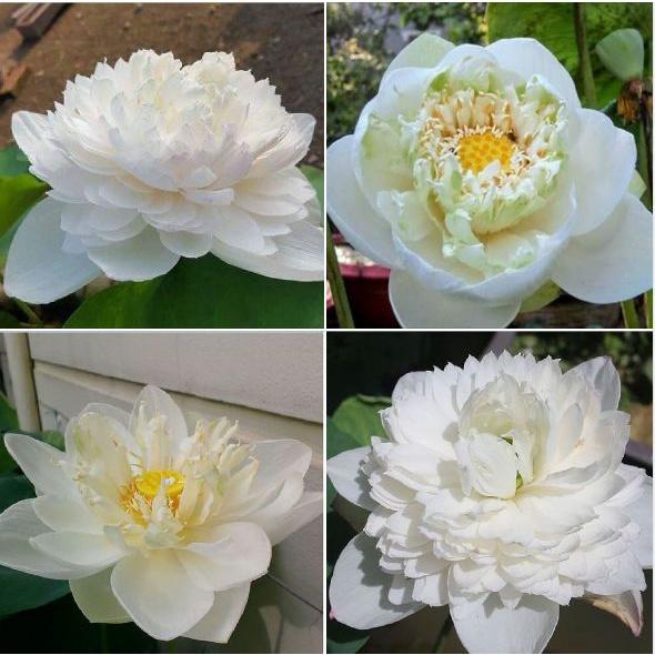 Hạt giống hoa sen bách diệp TRẮNG - Gói 5 hạt