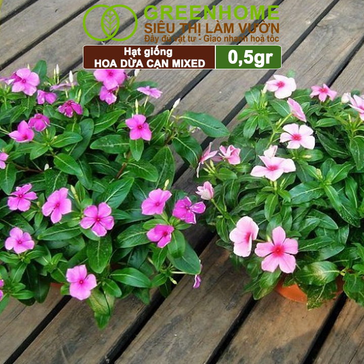 Hạt Giống Hoa Dừa Cạn Greenhome, Gói 0,03gr, Sai Hoa, Màu Rực Rỡ, Dễ Trồng Quanh Năm,Nảy Mầm Cao H09