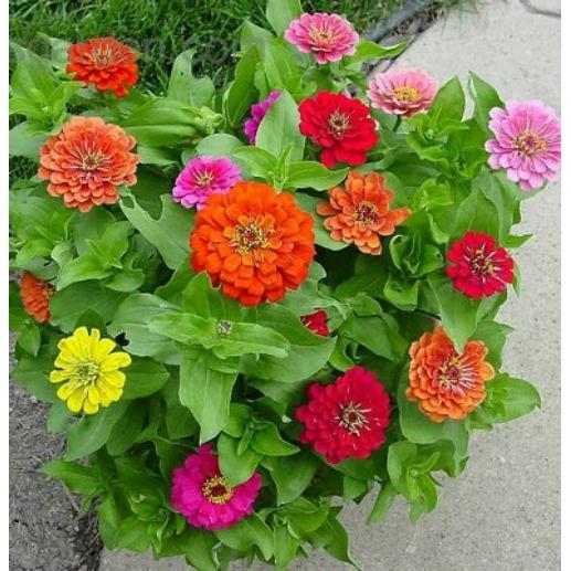 Com bo 3 Chậu hoa cúc lá nhám