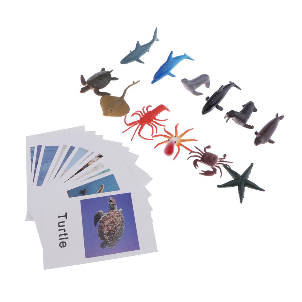 Education Toy Marine Organism Model Naming Cards for Montessori Education