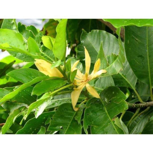 COMBO 5 BẦU CÂY GIỐNG CÂY NGỌC LAN HOA VÀNG