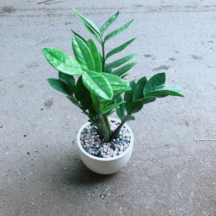 Chậu Cây Kim Tiền Thái