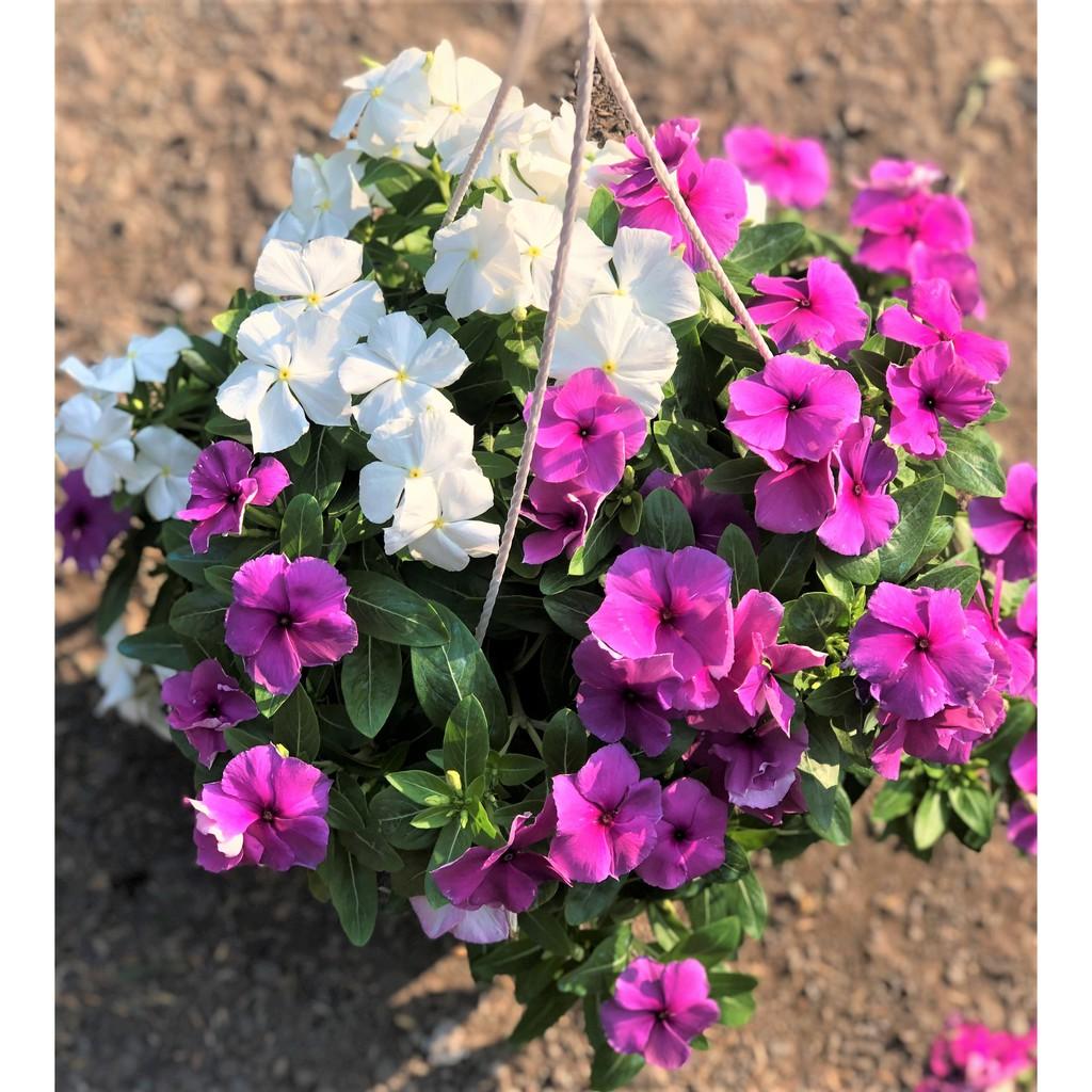 Chậu treo dừa cạn siêu bông DC 1