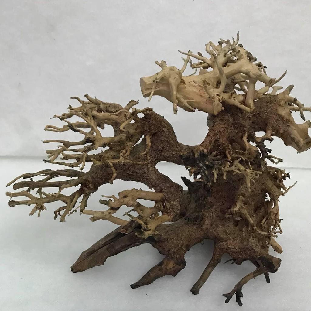 Lũa Bonsai Cho Bể Cá,Bể Thủy Sinh Mini