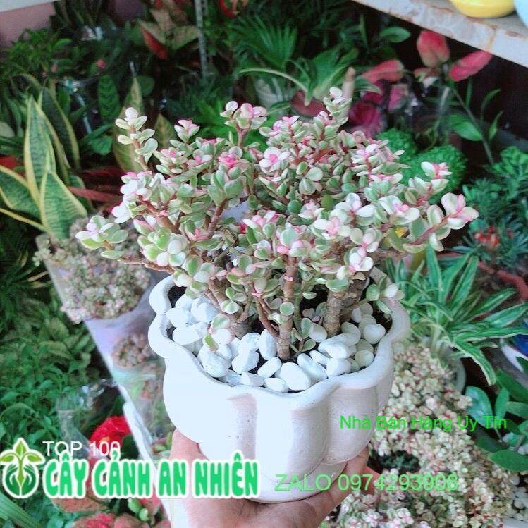 Chậu Cây Cành Vàng Lá Ngọc