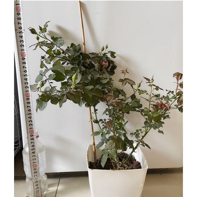 Hoa Hồng ngoại màu cà phê utsasime hot- bầu to cây trưởng thành