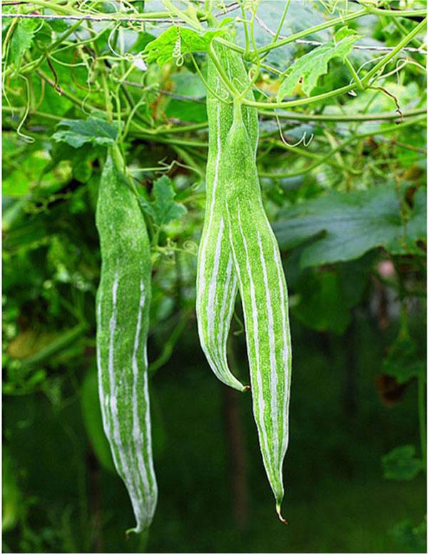 Hạt giống lạc lày F1