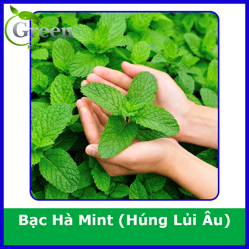 Hạt Giống Bạc Hà Mint (Húng Lủi Âu) (100H)