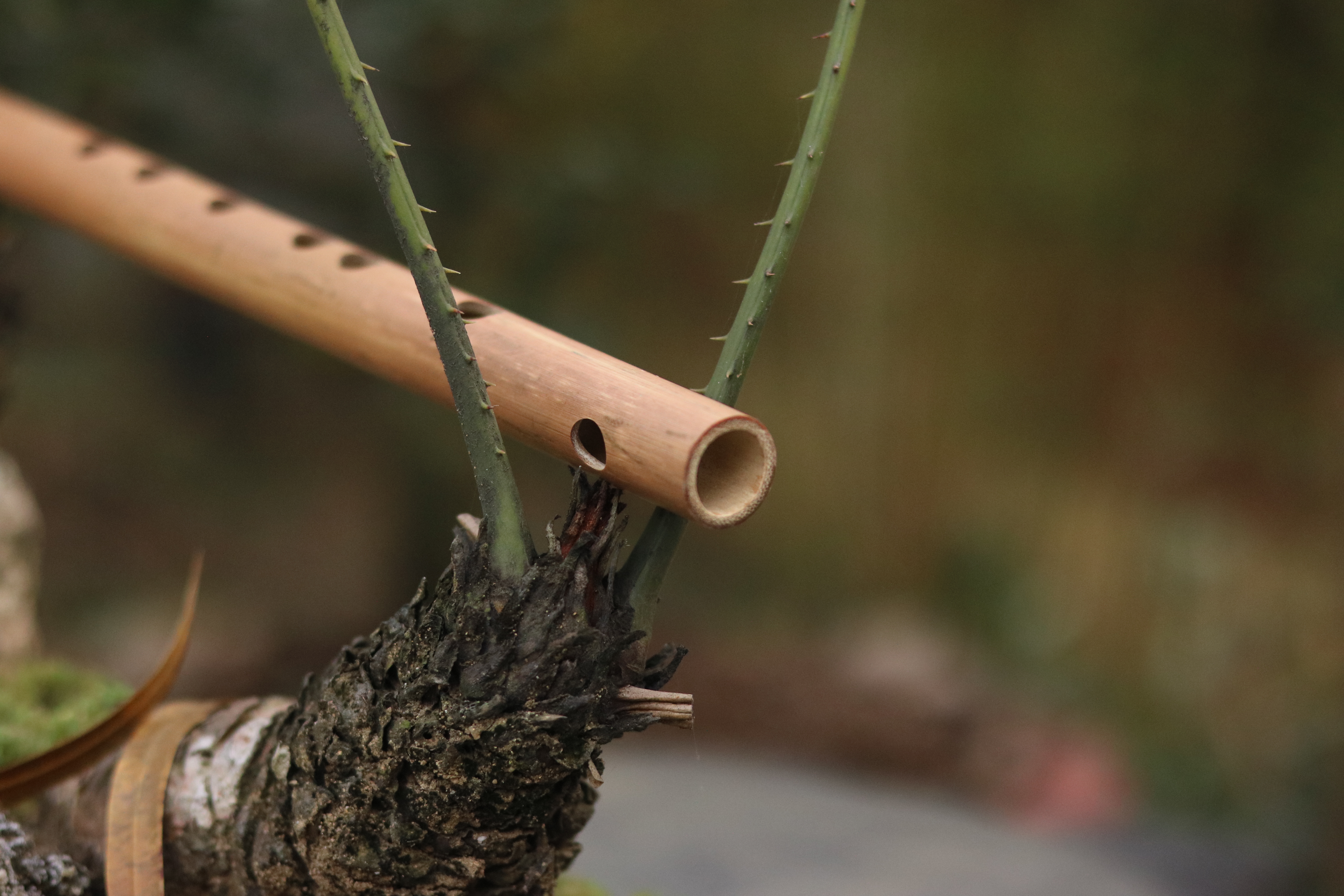 Sáo Trúc (Sáo Ngang) VS2 Tone Si Giáng (BB4) Nứa Bắc - Sáo Trúc Bùi Gia