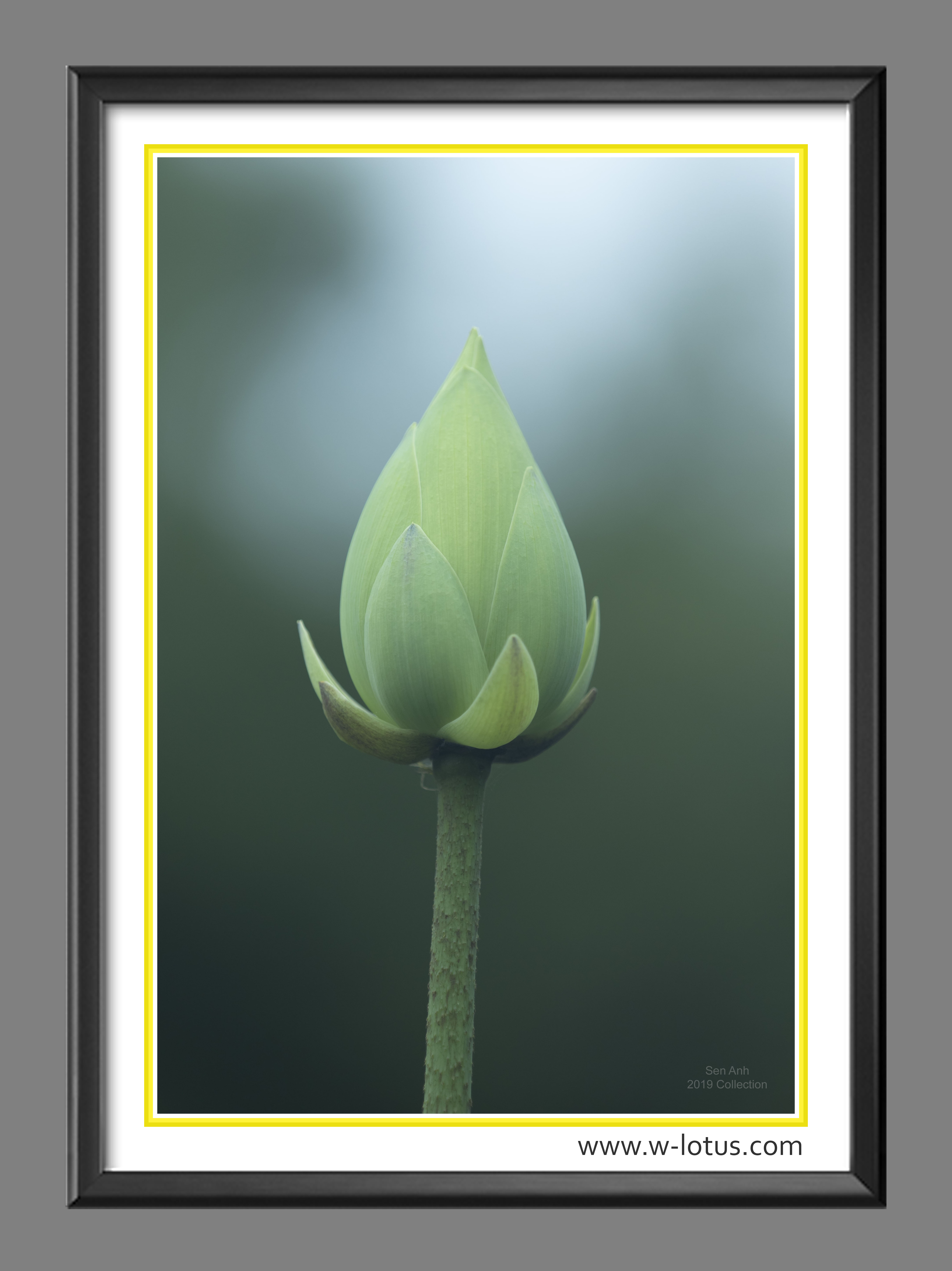 Tranh canvas hoa Sen treo phòng khách ST-00257