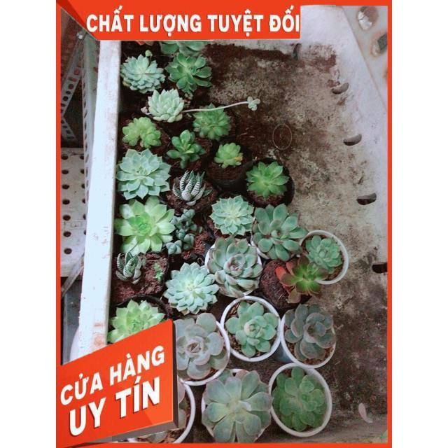 Combo 10 cây sen đá