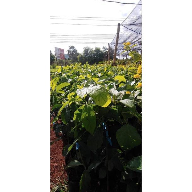 CÂY GIỐNG BƠ RUỘT ĐỎ GHÉP SIÊU SỚM