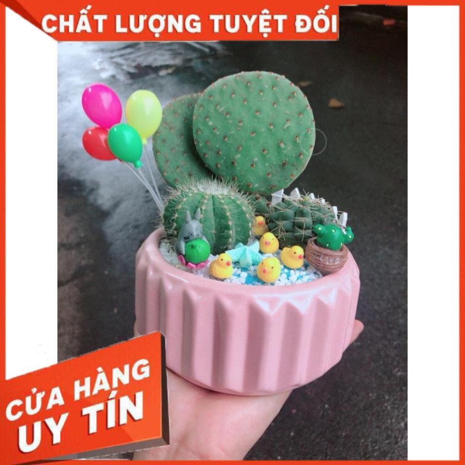Chậu sen đá tiểu cảnh 24