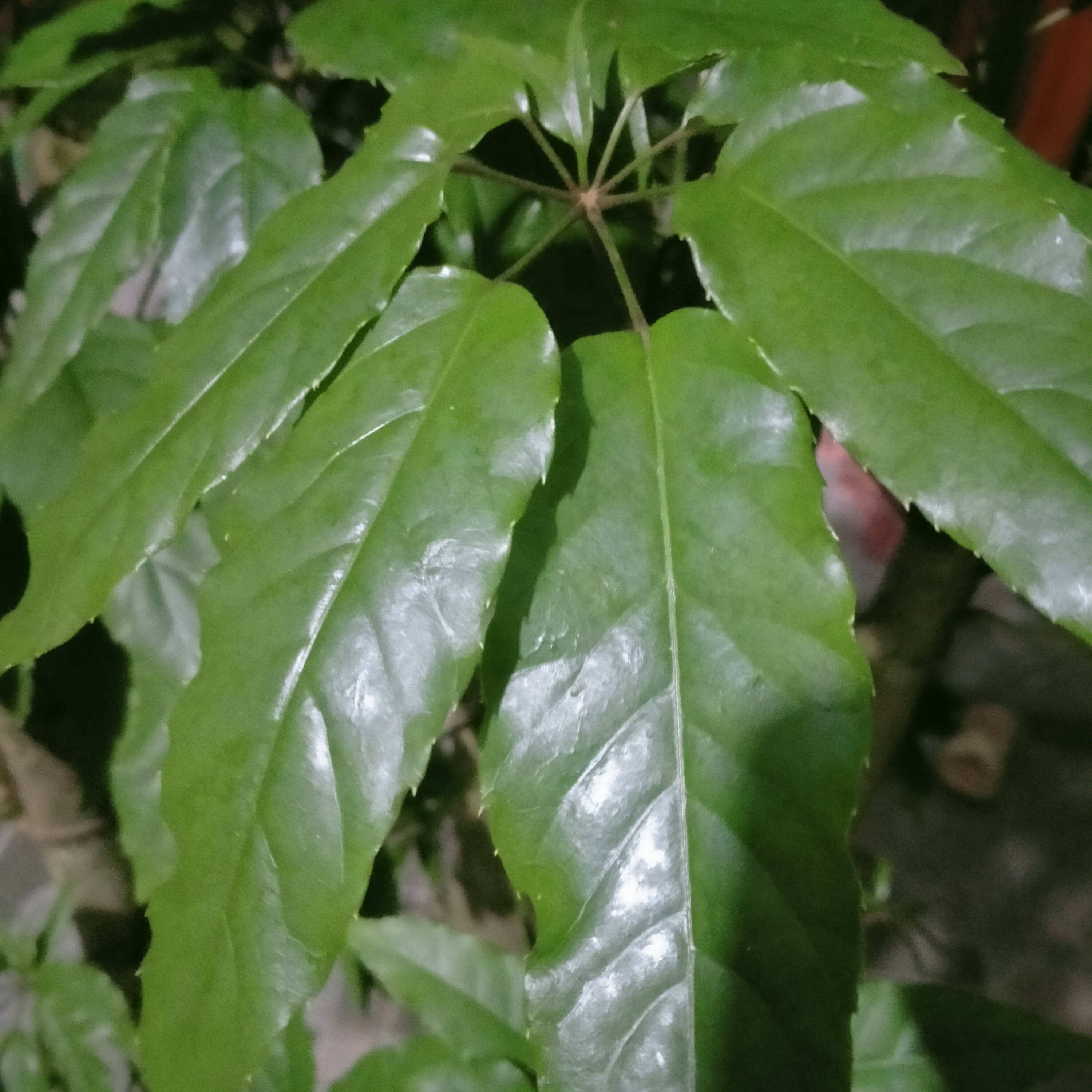 1kg lá lằng lá đắng khô 110 k