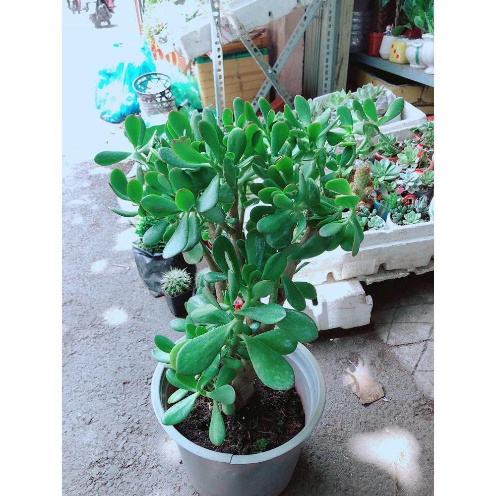 Sen Đá Ngọc Bích Size Lớn