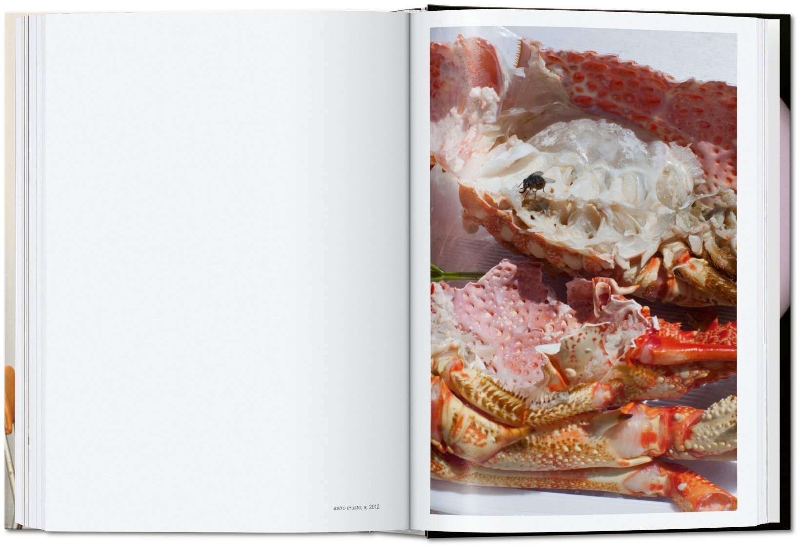 Artbook - Sách Tiếng Anh - Wolfgang Tillmans: four books