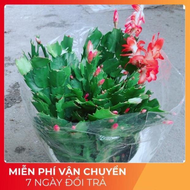 Hoa Tiểu Quỳnh