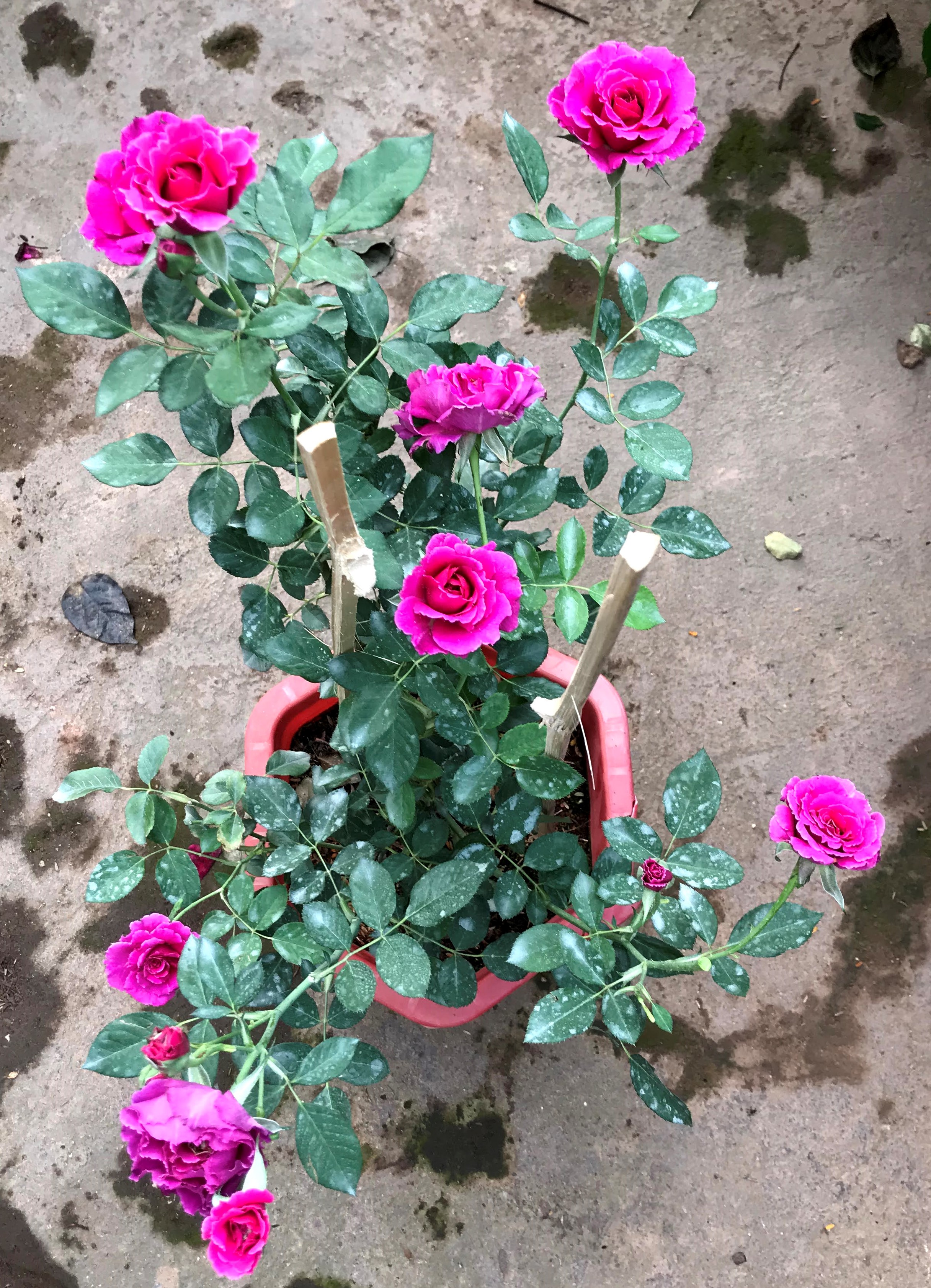 Chậu cây hoa hồng ngoại HN4 Sheherazad trồng nơi có nhiều nắng