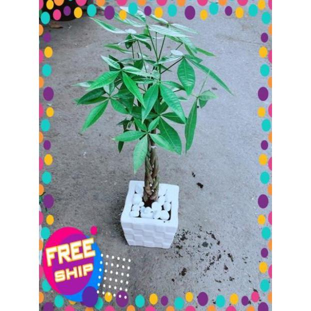 Chậu Kim Ngân Thắt Bính