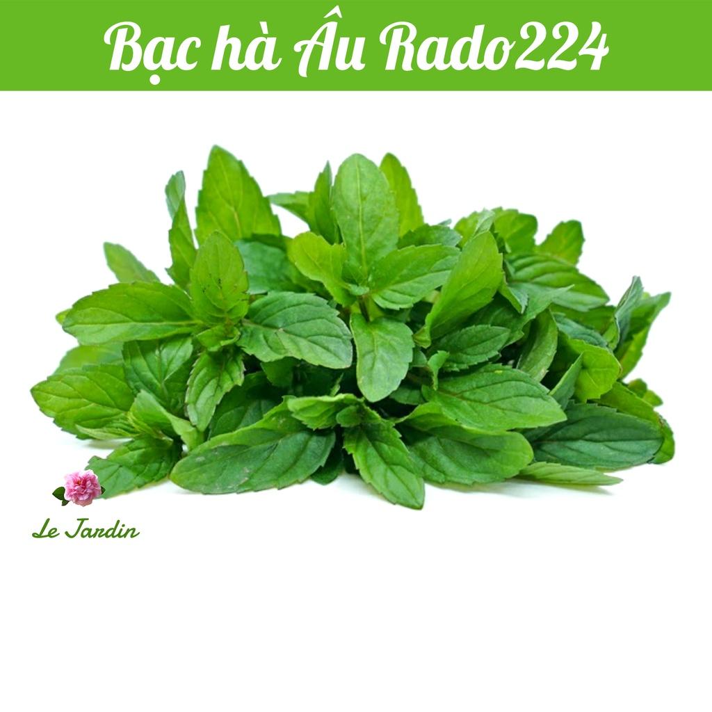 Hạt giống Bạc hà Âu Rado 224 gói 0.2gr - Mùi gum doublemint