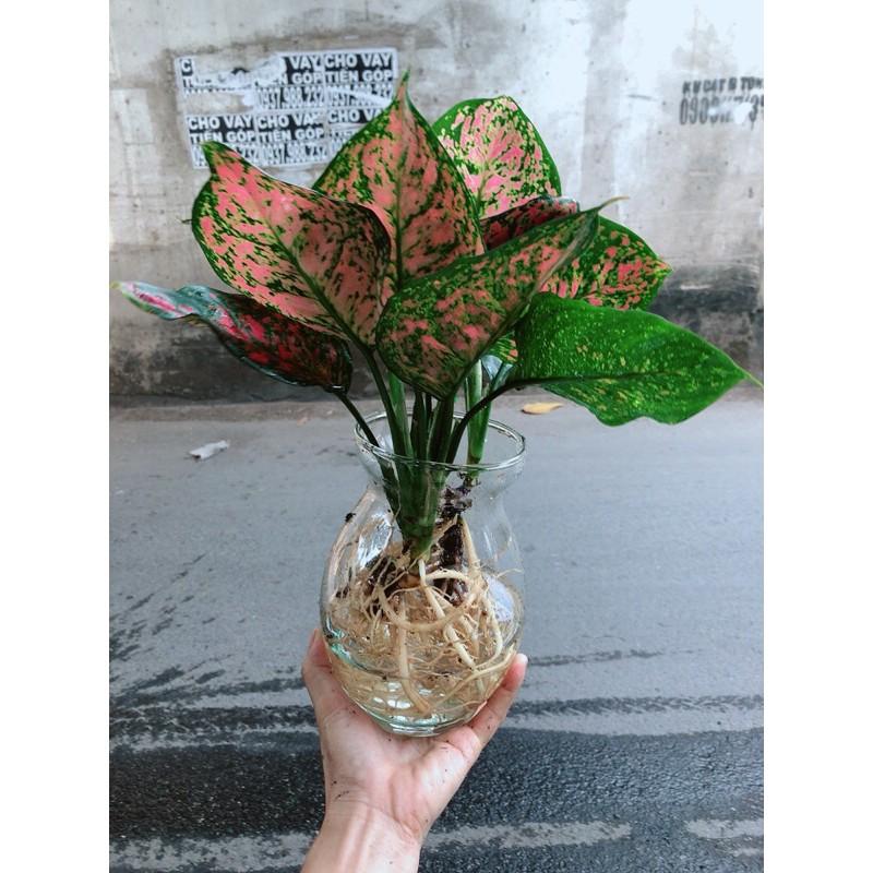 Chậu Cây Vạn Lộc Thuỷ Sinh