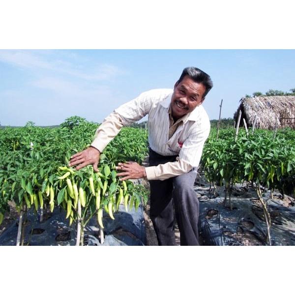 Cây giống ớt sừng vàng đỏ cay sè sẵn quả chơi tết