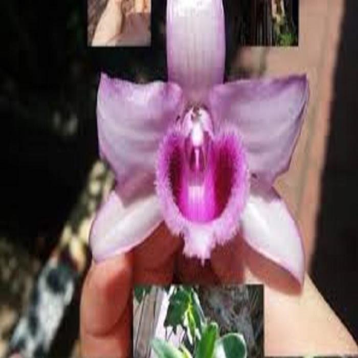 Hoa lan phi điệp -mít tam nguyên+ 700g phân thỏ hữu cơ