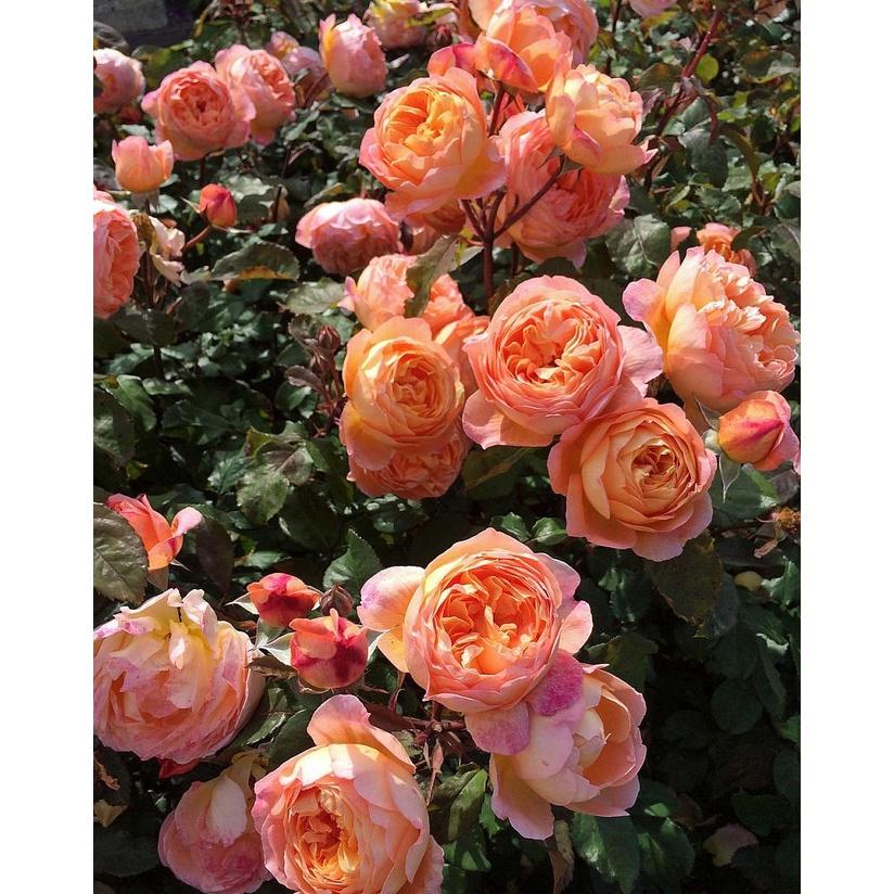 Hoa hồng leo Lady of Shalott màu cam cá - cây to trồng bịch vải