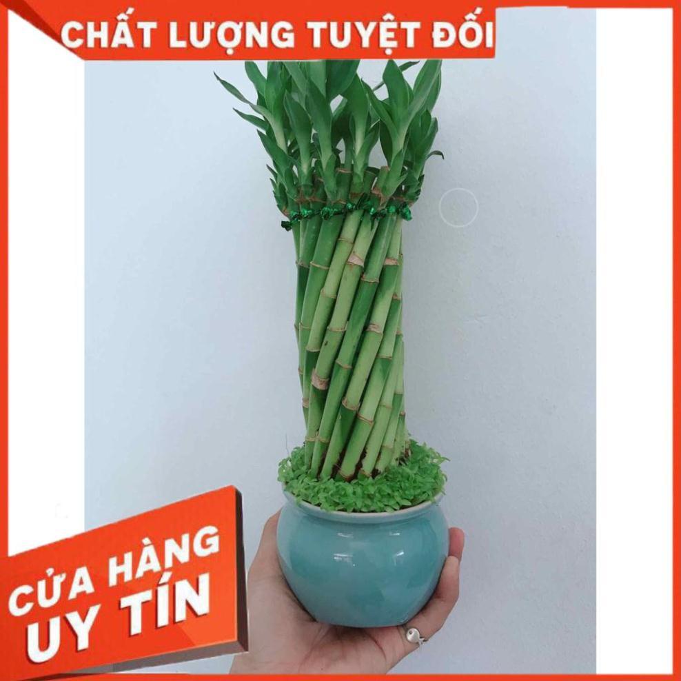 Chậu trúc phát tài Nhiều Người Mua