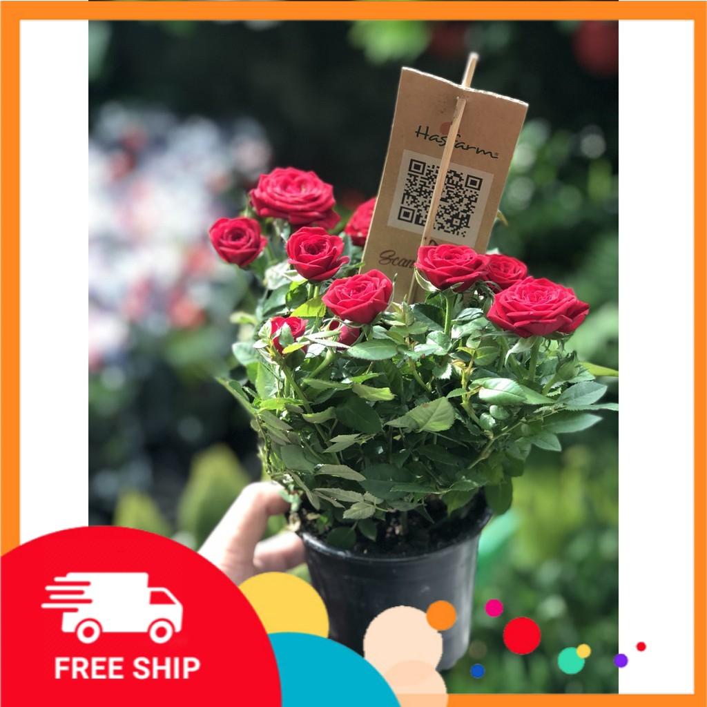 Cây đẹp, Hồng Siêu Nụ Hasfarm - Màu đỏ
