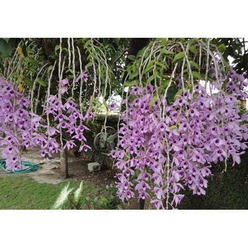 PHI ĐIỆP LAI TRẦM hàng giống