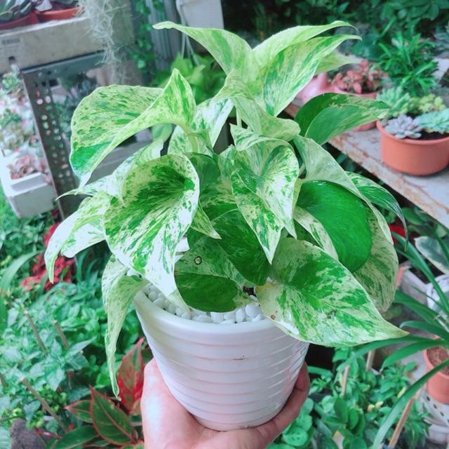 Chậu Trầu Bà Sữa