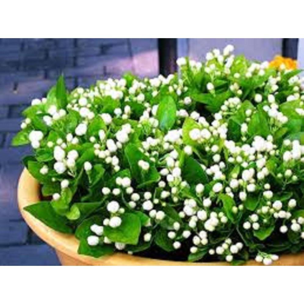 HOA NHÀI TA TRẮNG CỔ TUYỆT THƠM