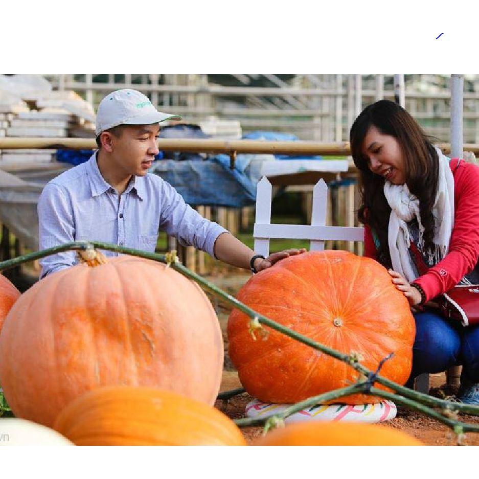 Hạt Giống Bí Ngô Khổng Lồ- Gói 5 Hạt