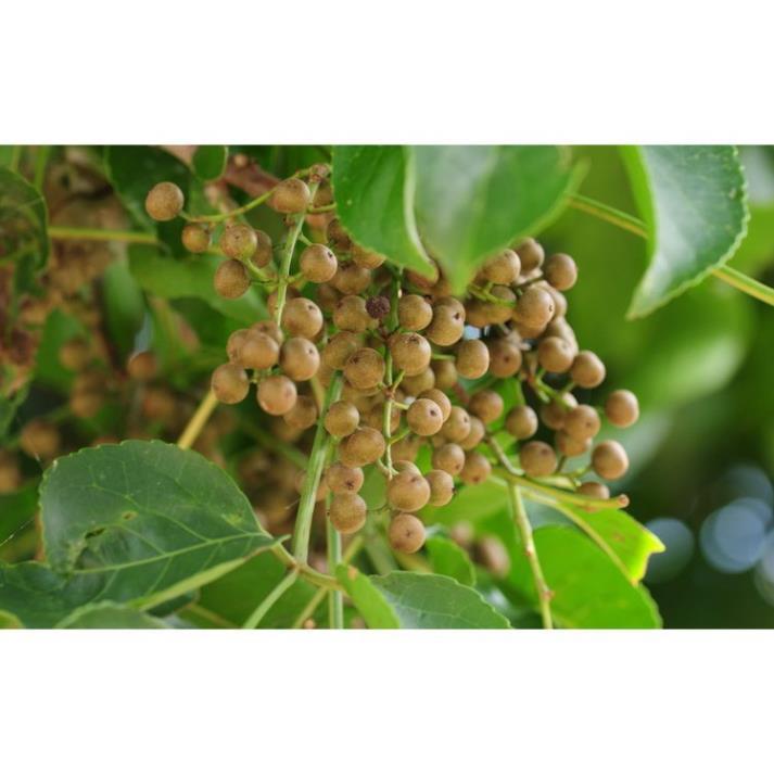 COMBO 5 CÂY NHỘI GIỐNG