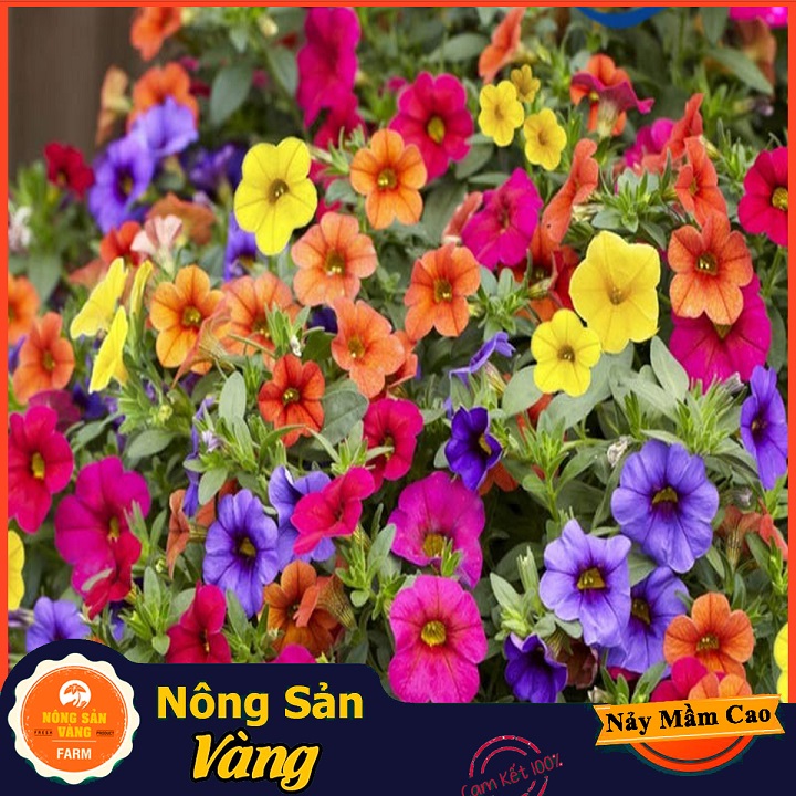 Hạt giống Hoa Dạ Yên Thảo Mix Màu - Nông Sản Vàng